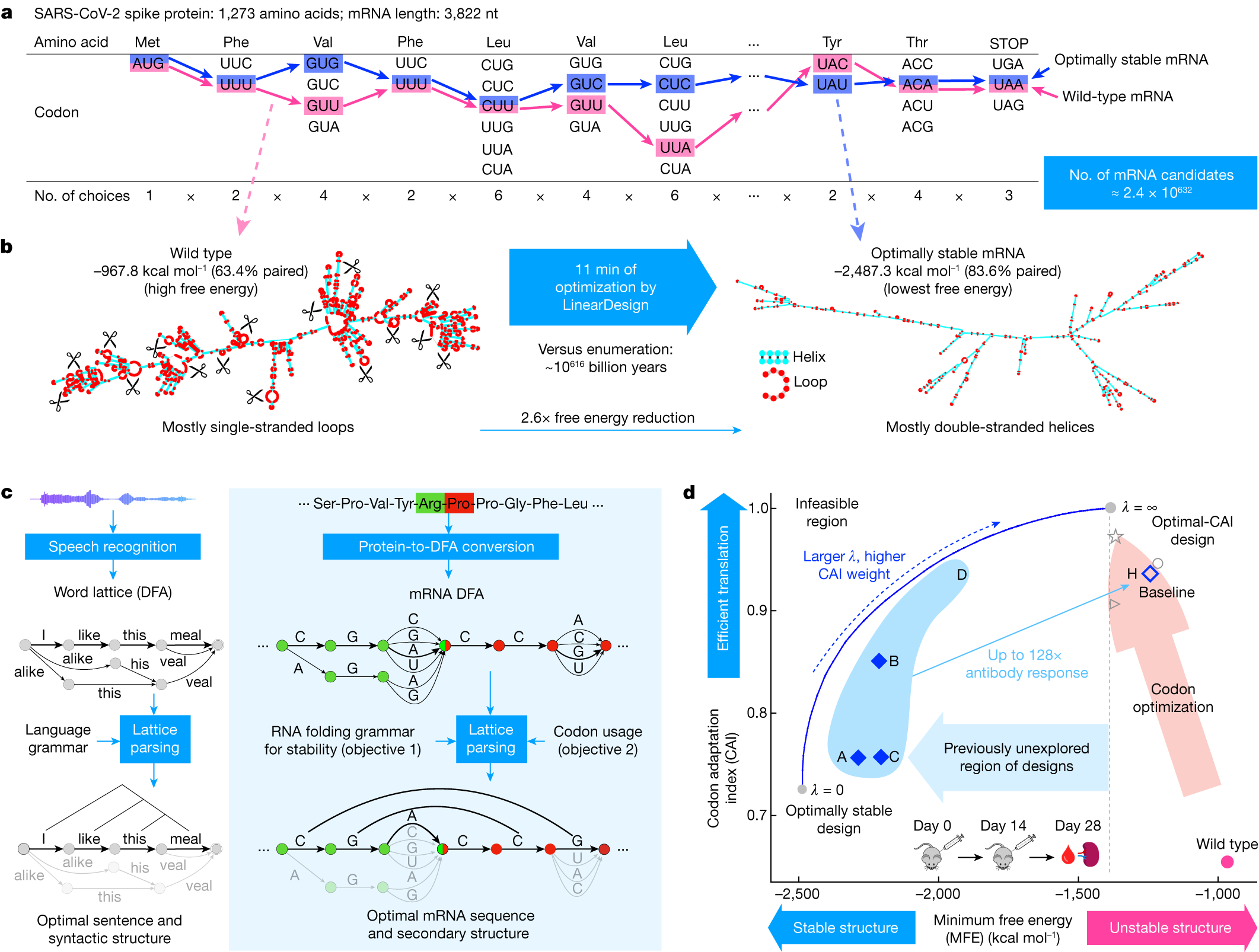 The mRNA codon optimization design space: billions of possible sequences encoding the same protein